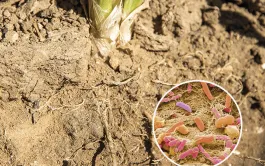 Peut-on agir sur le rhizobiome pour améliorer la santé des cultures ?