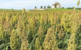 Débouchés, valorisation alimentaire & compétitivité du sorgho grain