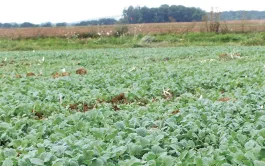 Agrioculture biologique : bien réussir son colza