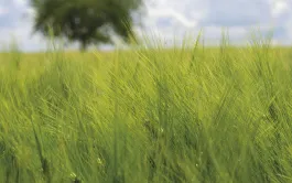 Valorisation économique des escourgeons en zone à faible potentiel