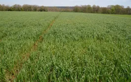 Protection des blés : le biocontrôle, l’alternative du T1