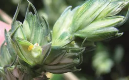 Bénéfices et freins de la lutte intégrée contre les bioagresseurs