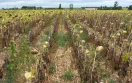 La lutte contre l'orobanche cumana du tournesol