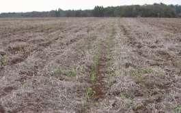 Évolution de la production et du marché du blé tendre brésilien