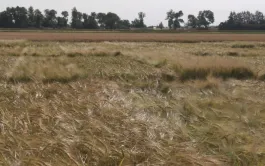 Rendement et caractéristiques agronomiques des orges de printemps