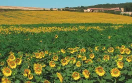 Agroéconomie du tournesol et du soja en Nouvelle-Aquitaine