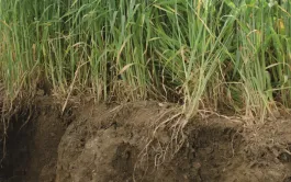 Rôle de la nutrition azoté du blé et de la biomasse du couvert