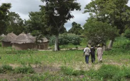 Les multiples services agricoles de l'arbre