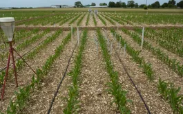 Efficacité de l'aspersion et du goutte-à-goutte en terre de groie