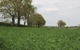 Des conseils d'Arvalis pour optimiser l'implantation d'une prairie