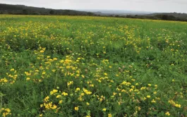 Espèces et variétés à choisir selon le lieu et l'usage de la prairie