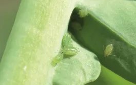 Faut-il traiter par antipucerons un colza résistant à la jaunisse ?