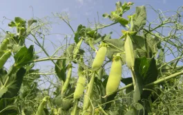 Introduire davantage de légumineuses dans les systèmes agricoles