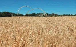 Moitié moins de ray-grass quand la menue paille est récoltée