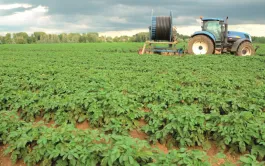 Gérer l'irrigation en pomme de terre.