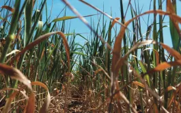 Tolérance au stress hydrique et productivité des céréales à paille