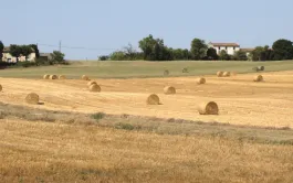 Projet GPDur: des variétés de blé dur plus riches en protéines