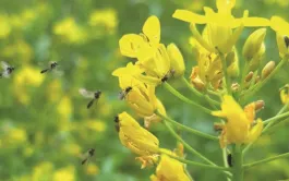 Régulation des ravageurs du colza par les guêpes parasitoïdes