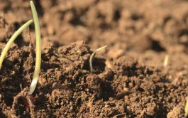 Le désherbage chimique des graminées en blés d'hiver