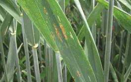 Des stratégies pour se passer du premier fongicide sur blé tendre.