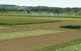 Des systèmes Ecophyto diminuant les adventices en blé dur-tournesol