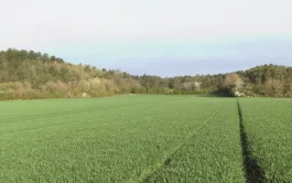 Deux modèles pour prévoir les risques de maladies sur orge d'hiver.