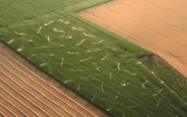 Rédire & améliorer l'efficience de l'eau chez les variétés de maïs