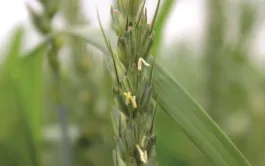 Pilotage intégral de l’azote sur blé : Les principes du nouveau raisonnement