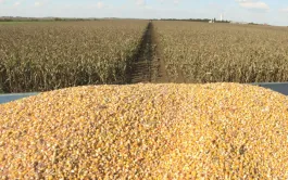 Productivité du maïs grain selon sa précocité dans le Sud-Ouest