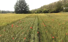 Blé bio: mieux vaut fractionner les apports d'engrais