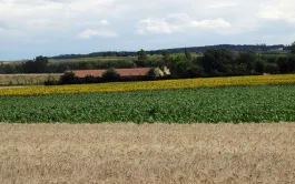 Quel intérêt de la diversité végétale pour limiter les populations de bioagresseurs ?