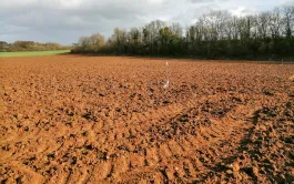 Pommes de terre : pas de précipitation pour les plantations