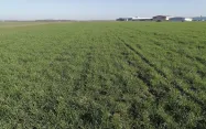 Les semis de céréales à paille aux dates normales à précoces ont conduit à un « excès » de végétation favorisé par la très grande douceur de l’automne et de l’hiver.