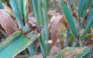 La rhynchosporiose de l'orge se manifeste par une lisière brune dès le tallage.