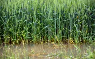 L’Association Française d’Agronomie effectue un point complet sur la gestion de l'eau en agronomie