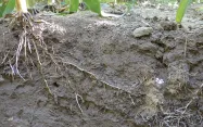 Plus de 3000 gènes de plantes dont l’action affecte les racines et leurs interactions avec le sol.
