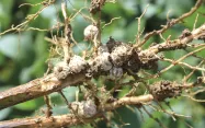 Les nodosités permettent aux légumineuses de fixer l’azote de l’air par les racines. Des symbioses bactériennes avec de nouvelles espèces cultivées sont envisageables.