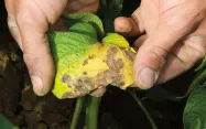À l’issue du projet VOLDEPSPORES, le modèle Mileos fournira des recommandations sur le risque d’alternariose de la pomme de terre, en plus de celles sur le risque mildiou.   