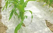 Les plastiques agricoles et alimentaires sont en contact direct avec les sols et les aliments, d'où une surveillance accrue.