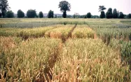 Parcelles d'essais Variétés en blé. Les variétés ayant bénéficié d’une double caractérisation portent la mention " Information acquise par la combinaison d'essais au champ et de marquage moléculaire ".
