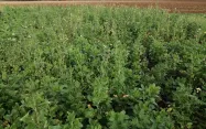 La biomasse produits par deux semis de couverts dans une même parcelle est comparable à la biomasse de deux demi-couverts