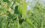 Des gousses de pois en formation