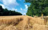 En agroforesterie, les arbres permettent un enrichissement significatif en matières organiques du sol. 