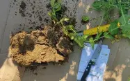 La structure ouverte avec des mottes poreuses dans le pois, permet d’envisager l’implantation du colza suivant avec un travail du sol superficiel, voire un semis direct.