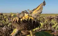 Capitule de tournesol en cours de maturation