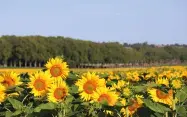 Récolter le tournesol au bon moment est crucial pour dégager une marge satisfaisante
