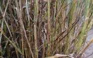 Tiges de blés attaqués par la rouille noire : lésions sombres semblables à des déchirures