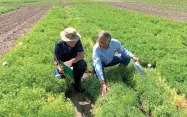 Des variétés de lentille issues des collections génétiques de l’Icarda ont été implantées dans des essais en France, notamment sur la plateforme Terres Inovia de Clermont-Ferrand (63).