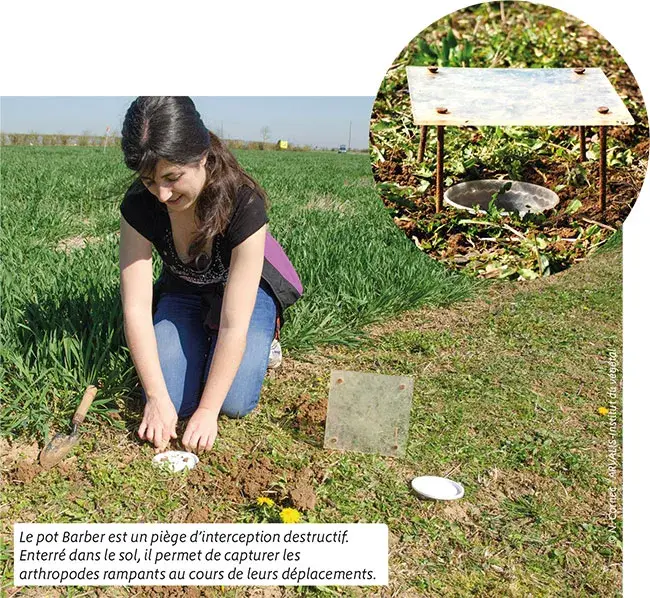 Le pot Barber est un piège d'interception destructif des auxiliaires de cultures
