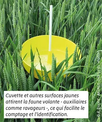 Cuvette et surfaces jaunes attirent la faune volante - auxiliaires comme ravageurs - pour facilier le comptage et l'observation